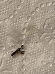 Myodocha serripes