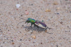 Cicindela scutellaris yampae
