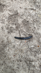 Rossiulus kessleri