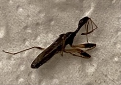 Myodocha serripes