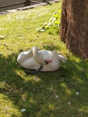 Cygnus olor
