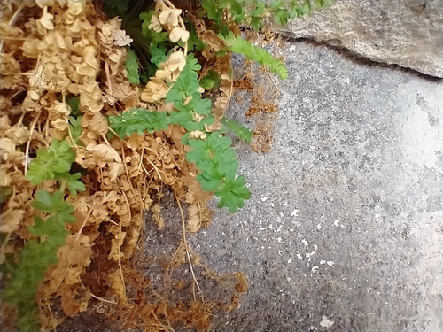Image of Ivesia baileyi by no rights reserved