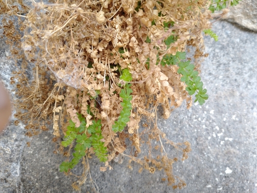 Image of Ivesia baileyi by no rights reserved