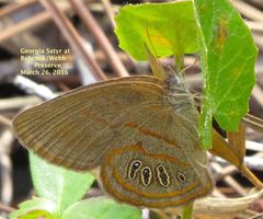Neonympha areolatus