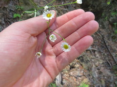 Erigeron dolomiticola