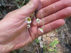 Erigeron dolomiticola