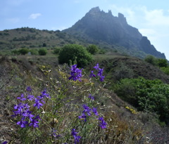 Delphinium consolida paniculatum