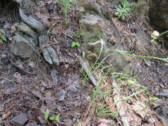 Erigeron dolomiticola