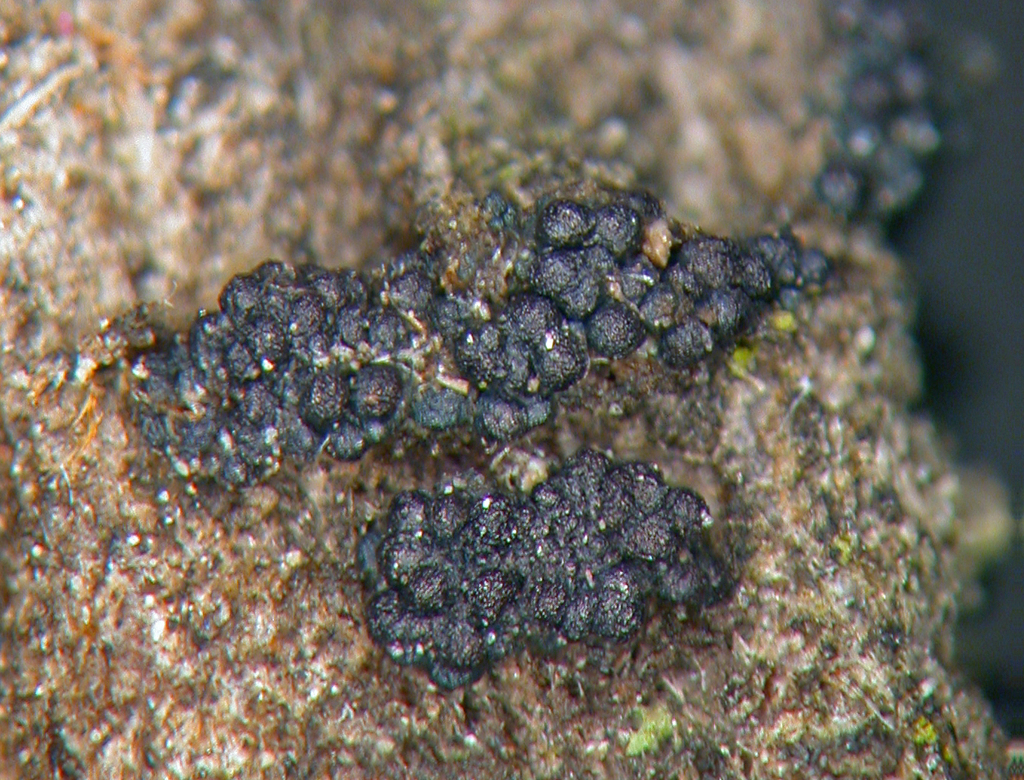 Fusarium lateritium