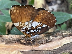 Cymothoe beckeri beckeri