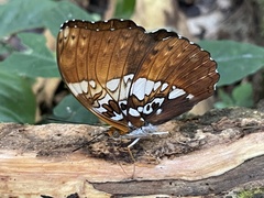 Cymothoe beckeri beckeri