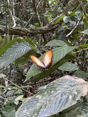 Cymothoe beckeri beckeri