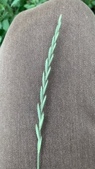 Elymus repens