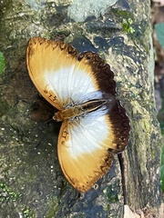 Cymothoe beckeri beckeri