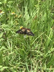 Chlosyne melitaeoides