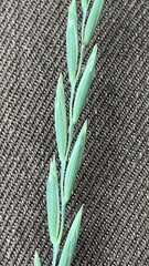 Elymus repens