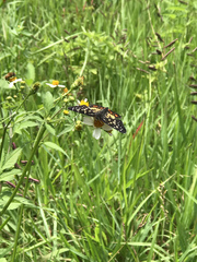 Chlosyne melitaeoides