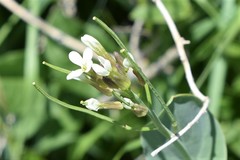 Conringia orientalis