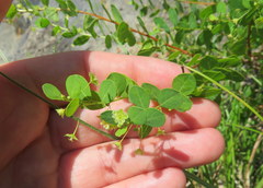Phyllanthopsis phyllanthoides
