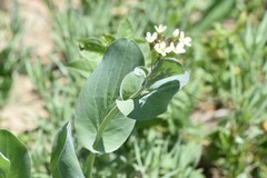 Conringia orientalis