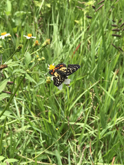 Chlosyne melitaeoides