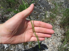 Erigeron dolomiticola