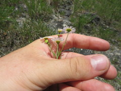 Erigeron dolomiticola