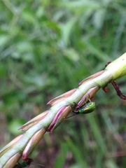 Diabrotica longicornis