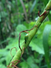 Diabrotica longicornis