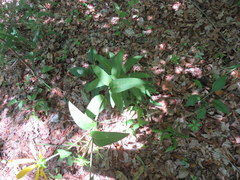 Silphium asperrimum