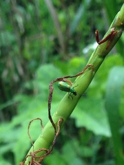 Diabrotica longicornis