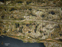 Neofusicoccum australe