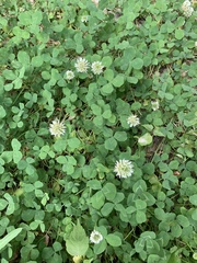 Trifolium repens