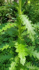 Cirsium brevistylum