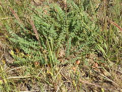 Astragalus longipetalus