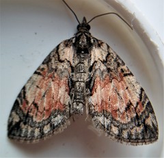 Hydriomena perfracta