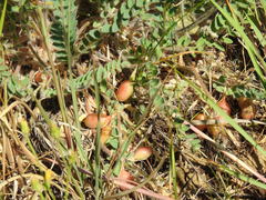 Astragalus longipetalus