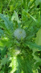 Cirsium brevistylum