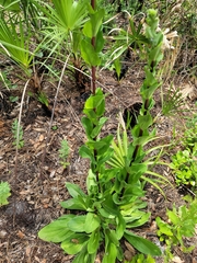 Carphephorus odoratissimus