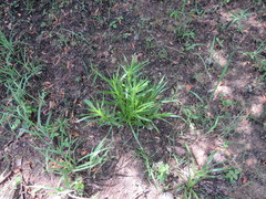 Liatris oligocephala