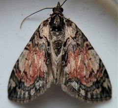 Hydriomena perfracta