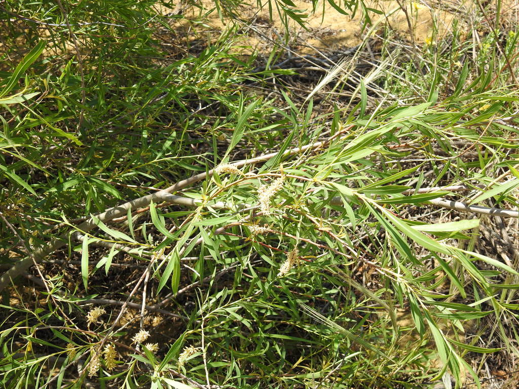Salix caspica; photograph (c) Konstantin Grebennikov, some rights reserved (CC BY)