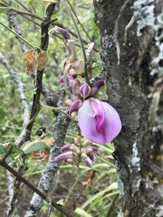 Canavalia septentrionalis