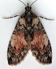 Hydriomena perfracta