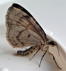 Hydriomena perfracta