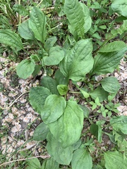 Plantago major