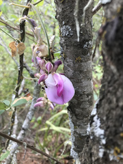 Canavalia septentrionalis