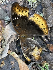 Cymothoe hypatha hypatha