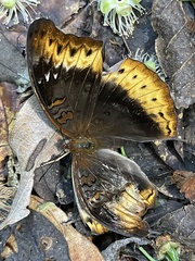 Cymothoe hypatha hypatha