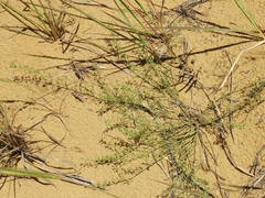 Thesium maritimum